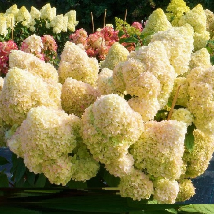 Гортензия метельчатая Диамантино (в тубе)